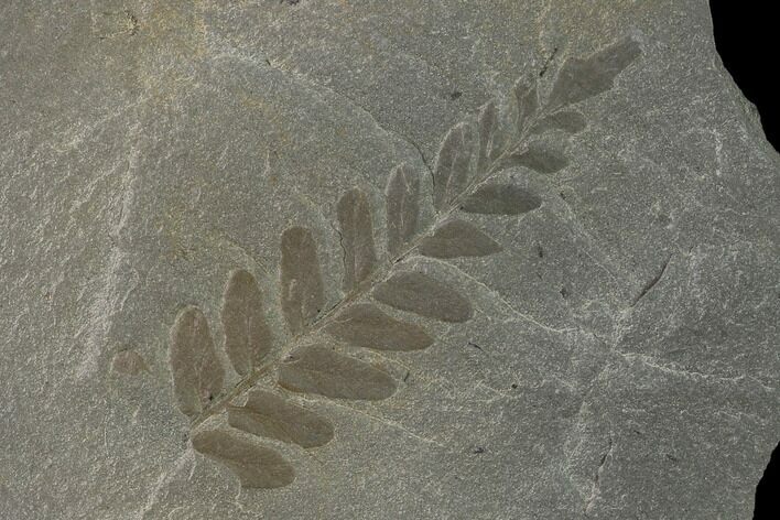 Pennsylvanian Fossil Fern (Neuropteris) Plate - Kentucky #137716
